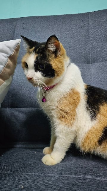 Orchid - Calico + Domestic Short Hair Cat