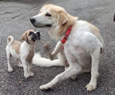 Mama  - Mixed Breed Dog