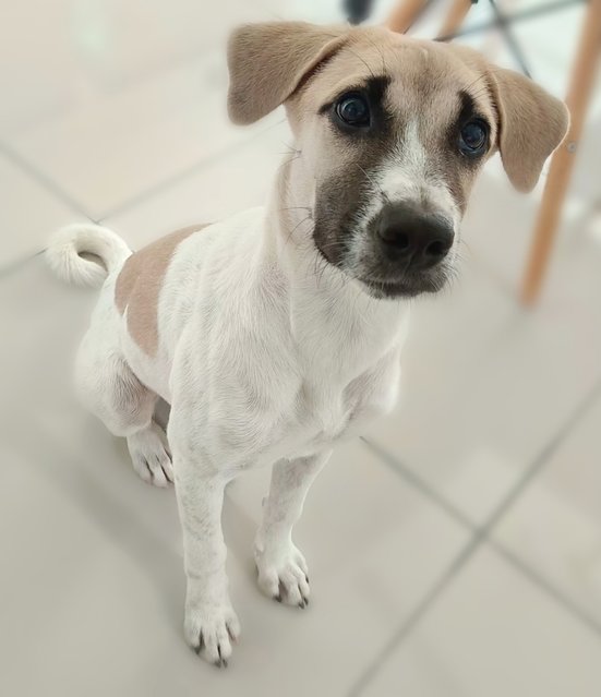 Mama  - Mixed Breed Dog