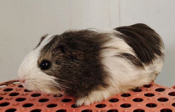 Marmut - Guinea Pig Small & Furry