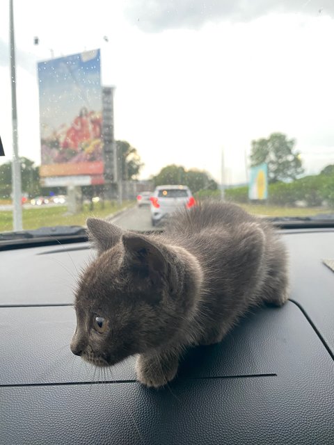 Popo - Domestic Medium Hair Cat