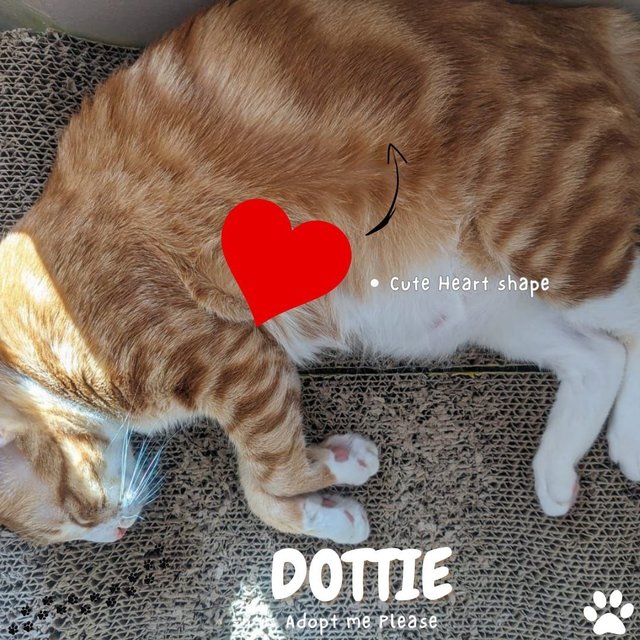 Dottie - Tabby Cat