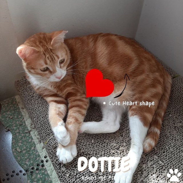 Dottie - Tabby Cat