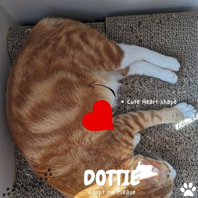 Dottie - Tabby Cat