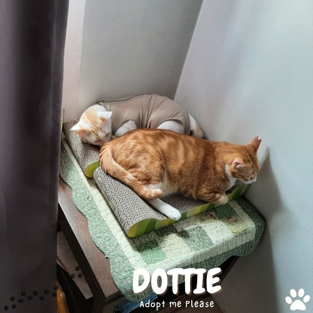 Dottie - Tabby Cat