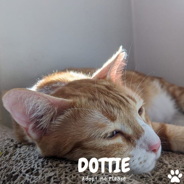 Dottie - Tabby Cat