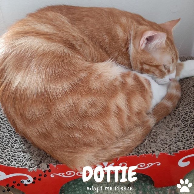 Dottie - Tabby Cat