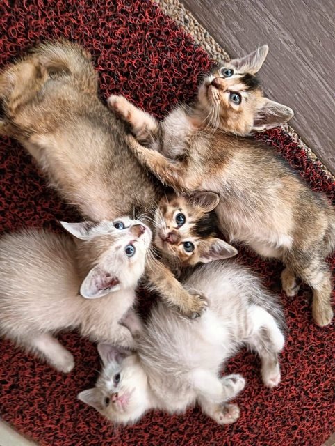 Whiskers And Her Kittens - Domestic Short Hair Cat