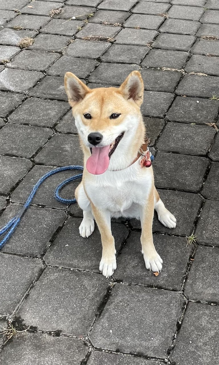 Ollie - Shiba Inu Dog