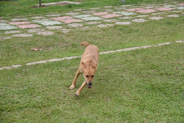 Nina - Mixed Breed Dog