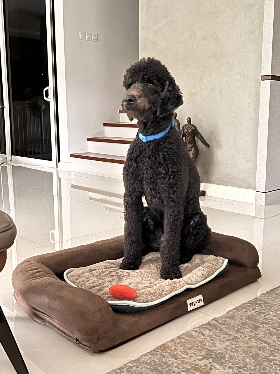 Lupo - Standard Poodle Dog