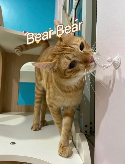 Bearbear/seven - Domestic Short Hair Cat