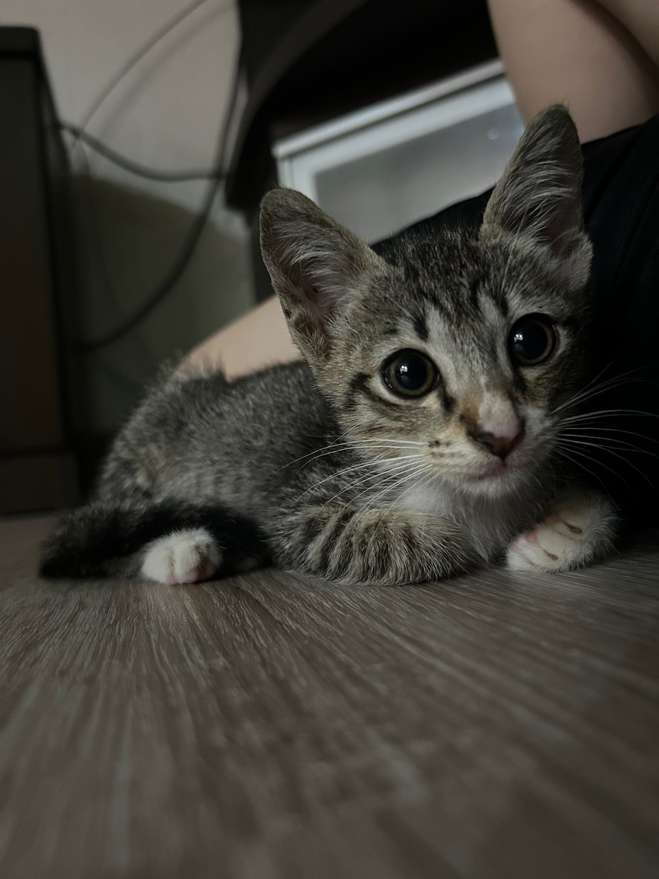 Buncito - Domestic Short Hair Cat