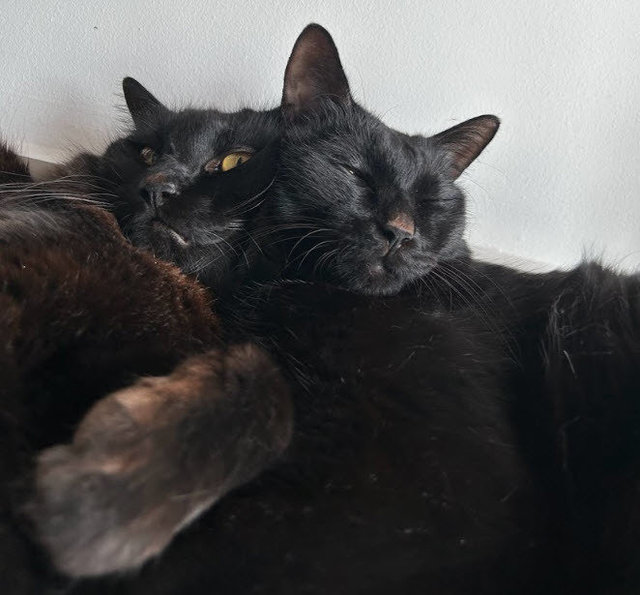 Midnight and Jellybean cuddling together