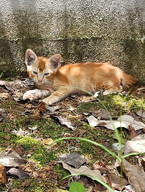 Miko - Domestic Short Hair Cat