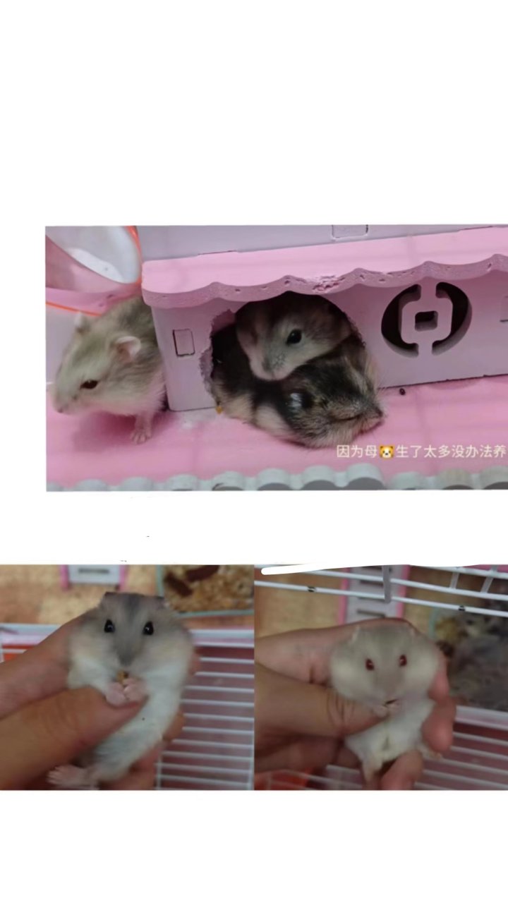 Hamster - Hamster Small & Furry