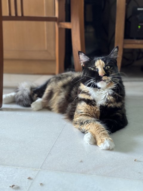 Maomi - Domestic Medium Hair Cat