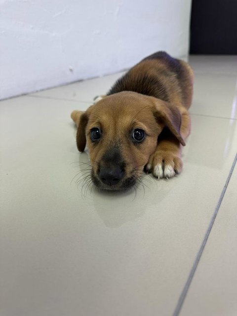 Namelesss - Mixed Breed Dog