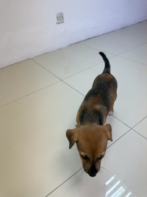 Nameless - Mixed Breed Dog