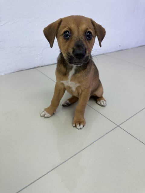 Nameless - Mixed Breed Dog