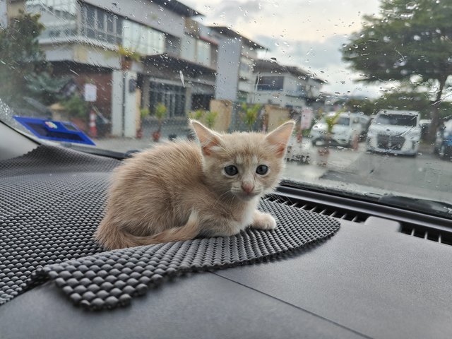 Ruby - Domestic Medium Hair Cat