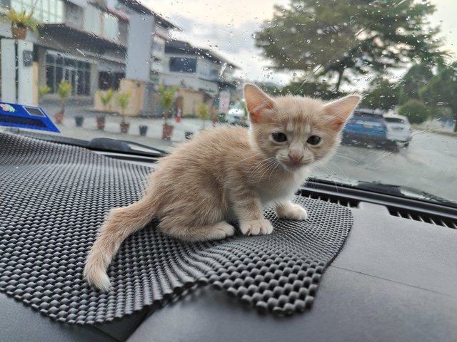 Ruby - Domestic Medium Hair Cat