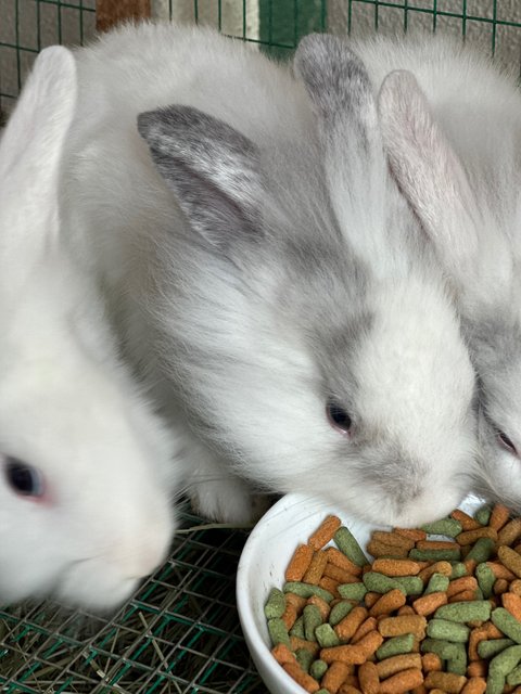 Haven’t  - Lionhead Rabbit