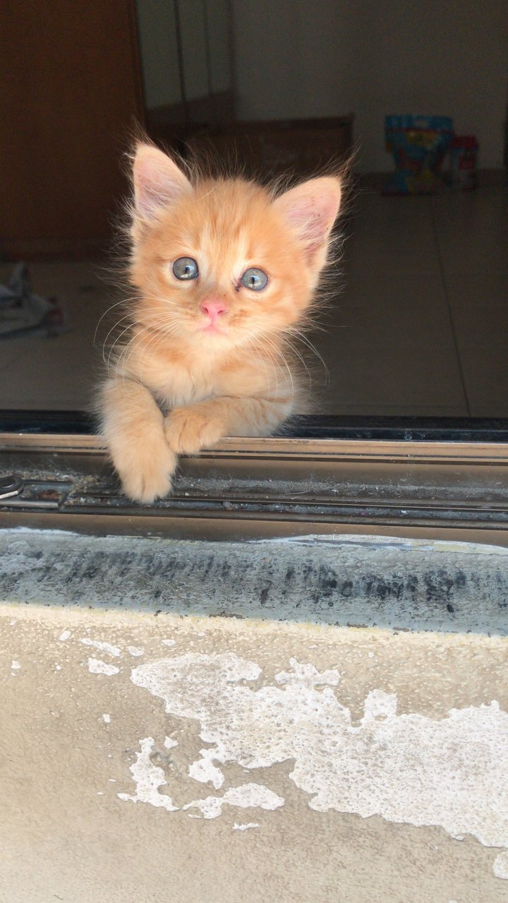 Kitty - Domestic Long Hair Cat