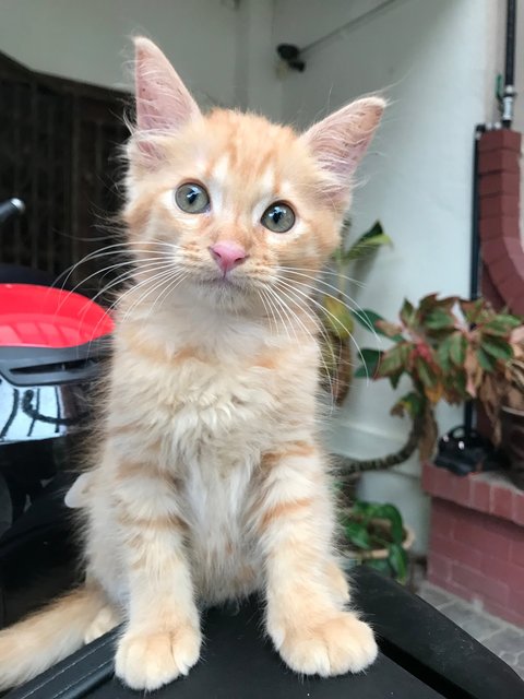 Kitty - Domestic Long Hair Cat