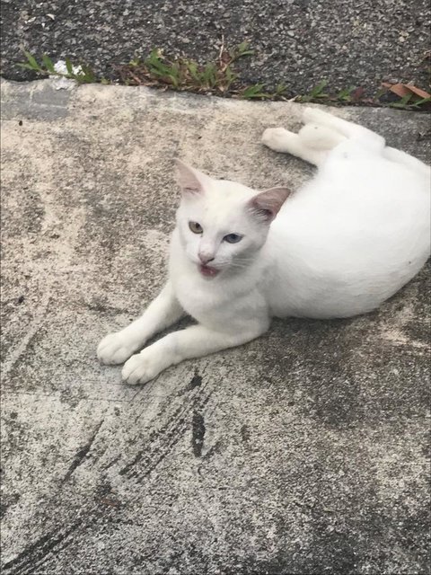 Levvo - Domestic Medium Hair Cat