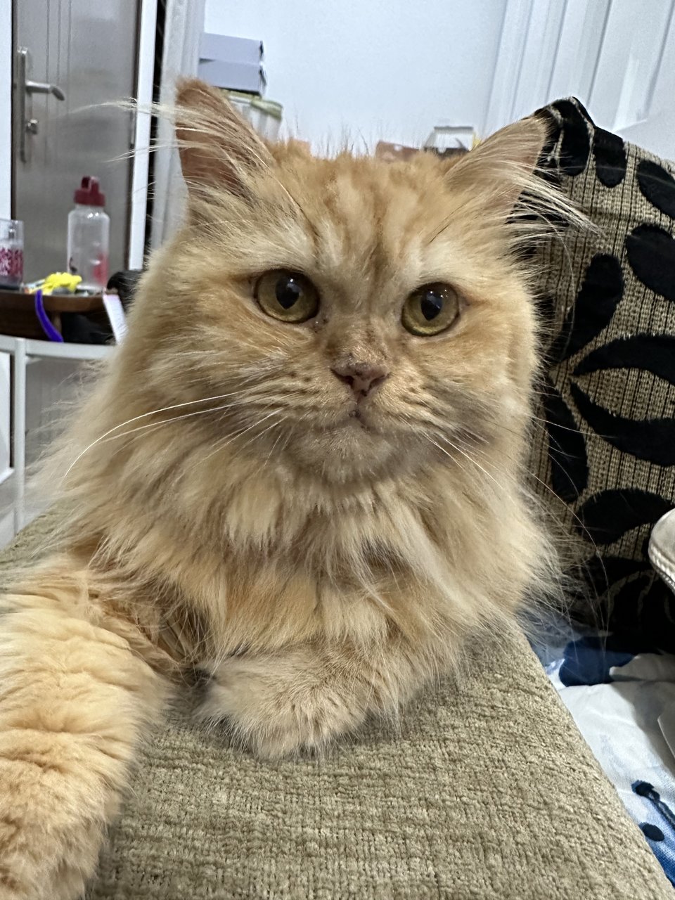 Oyen - Persian Cat