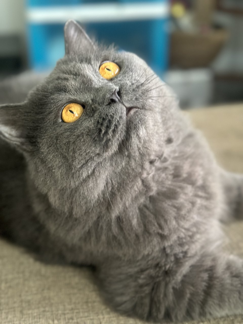 Odai - British Shorthair + Persian Cat