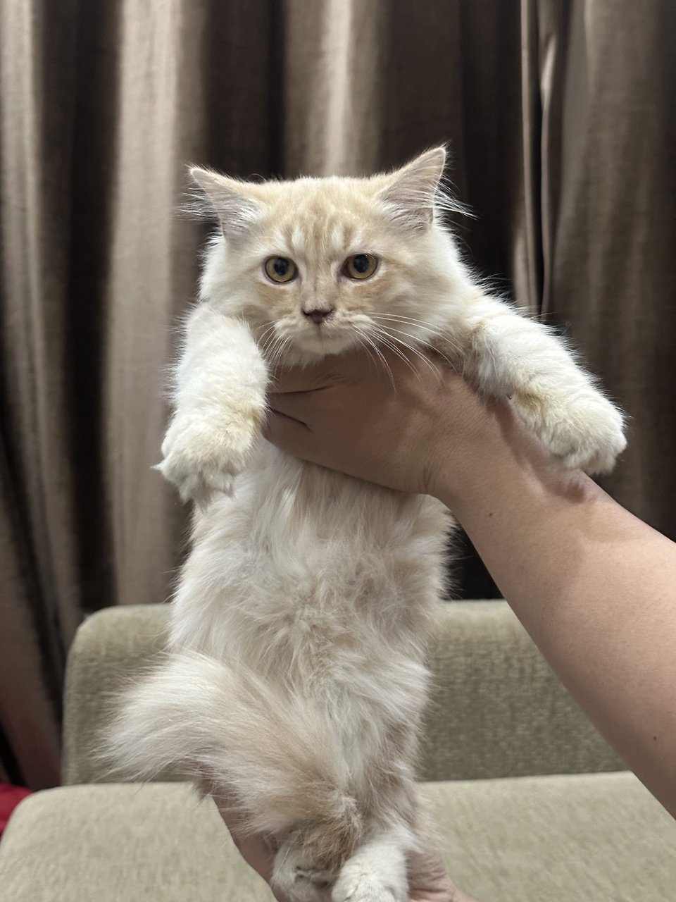 Nala - Domestic Long Hair + Persian Cat