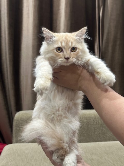 Nala - Domestic Long Hair + Persian Cat