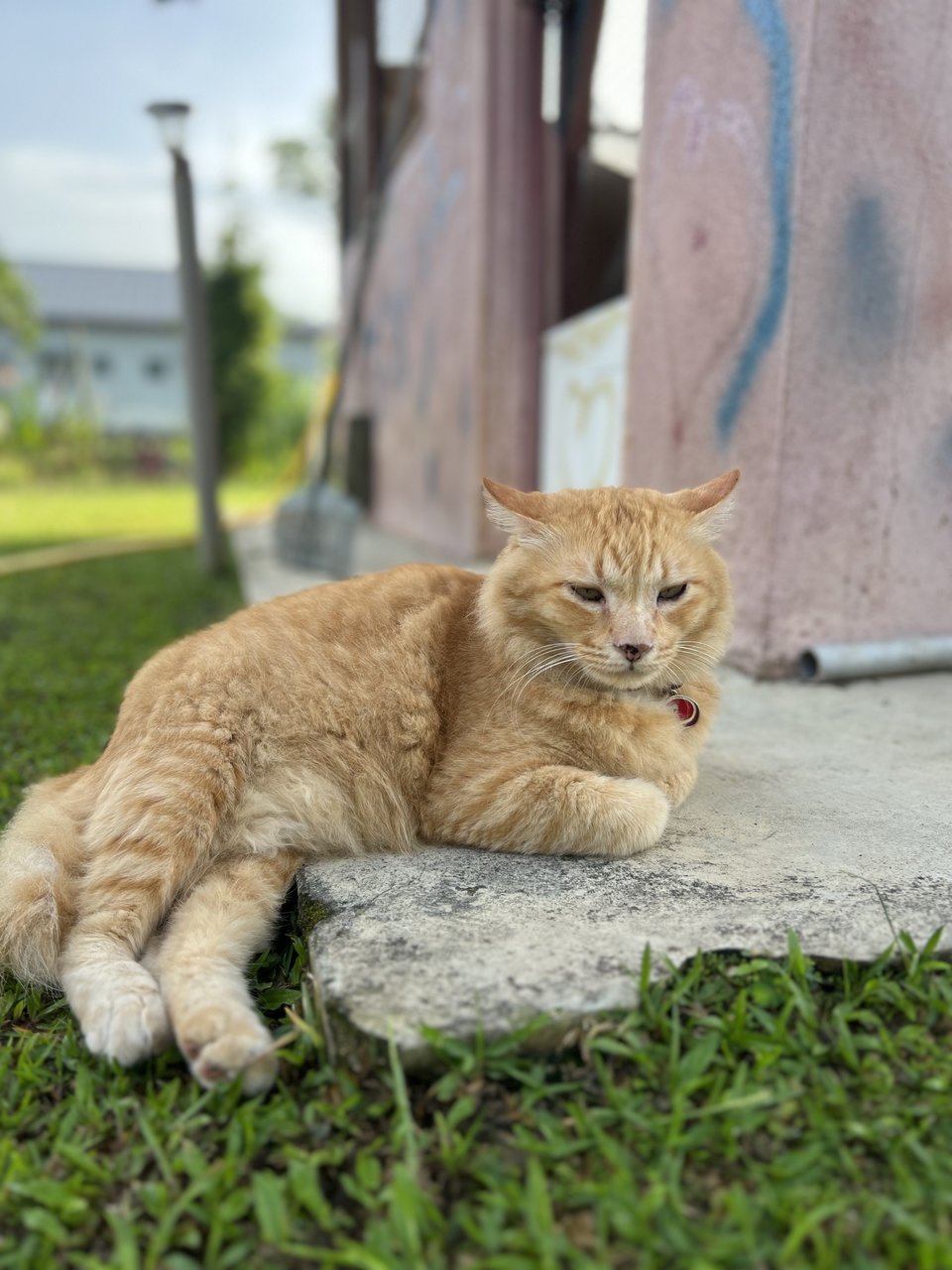 Masteroren - Domestic Medium Hair Cat