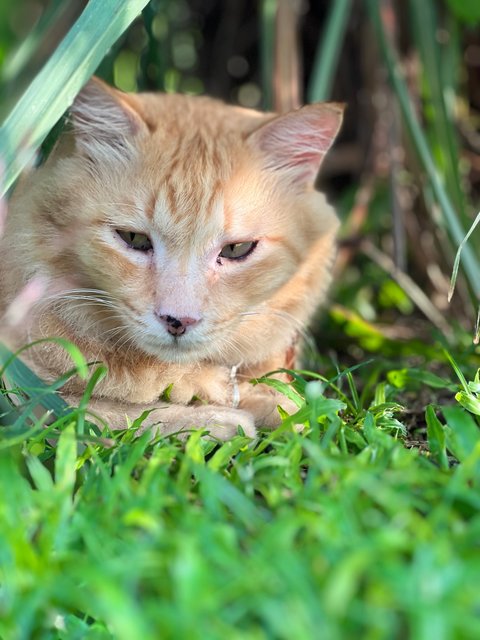 Masteroren - Domestic Medium Hair Cat