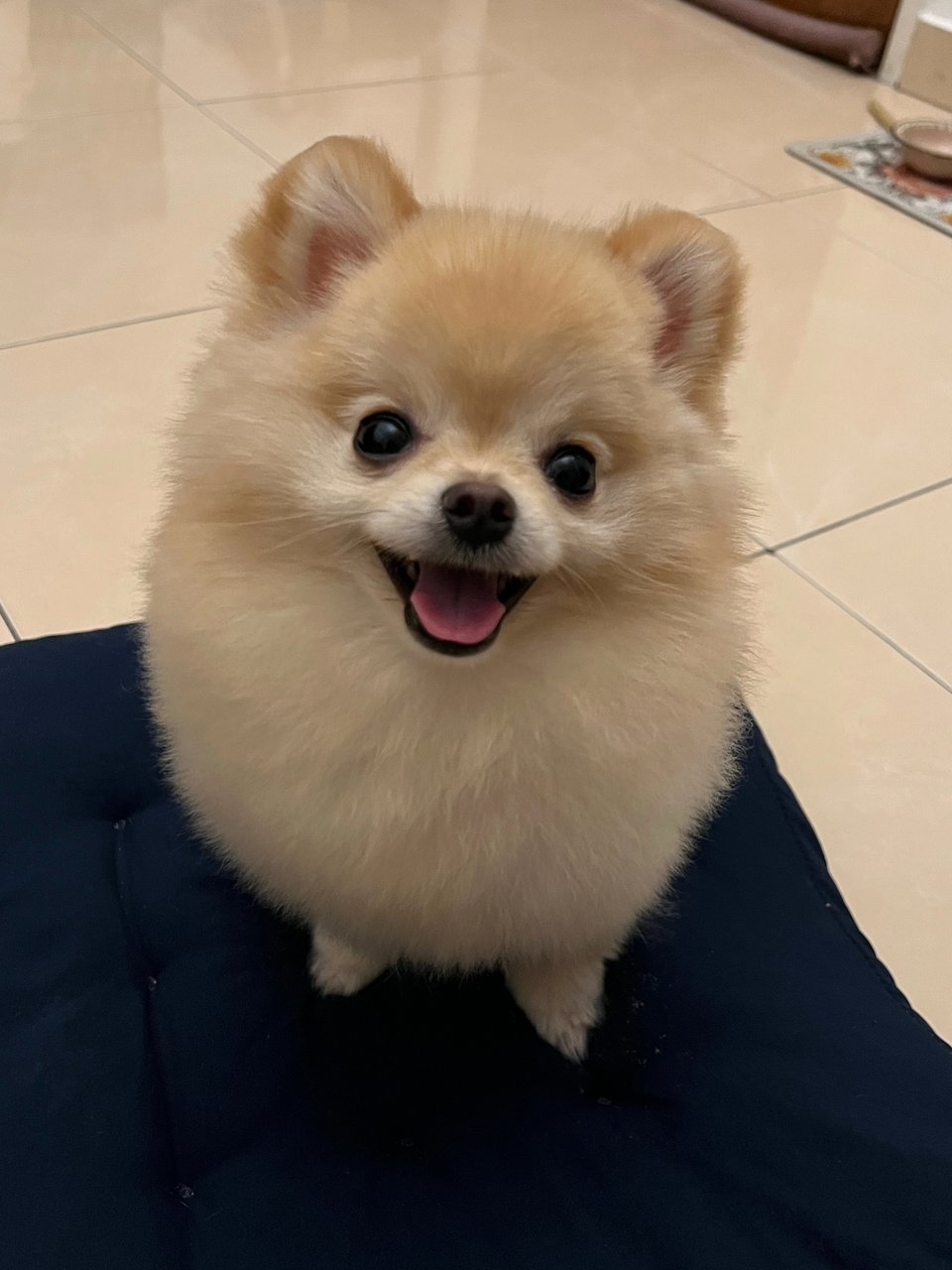 Money - Pomeranian Dog