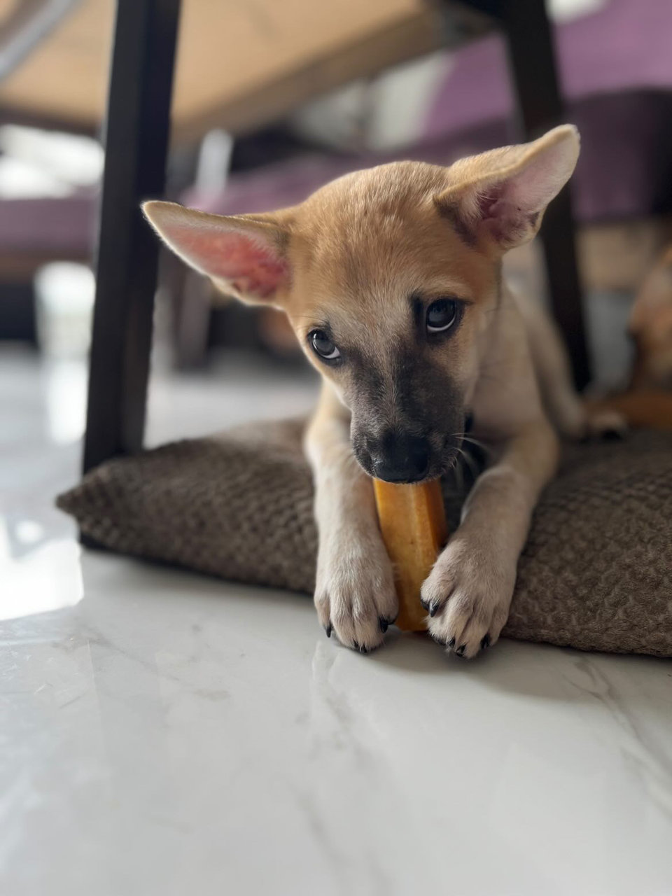 Tamera - Mixed Breed Dog