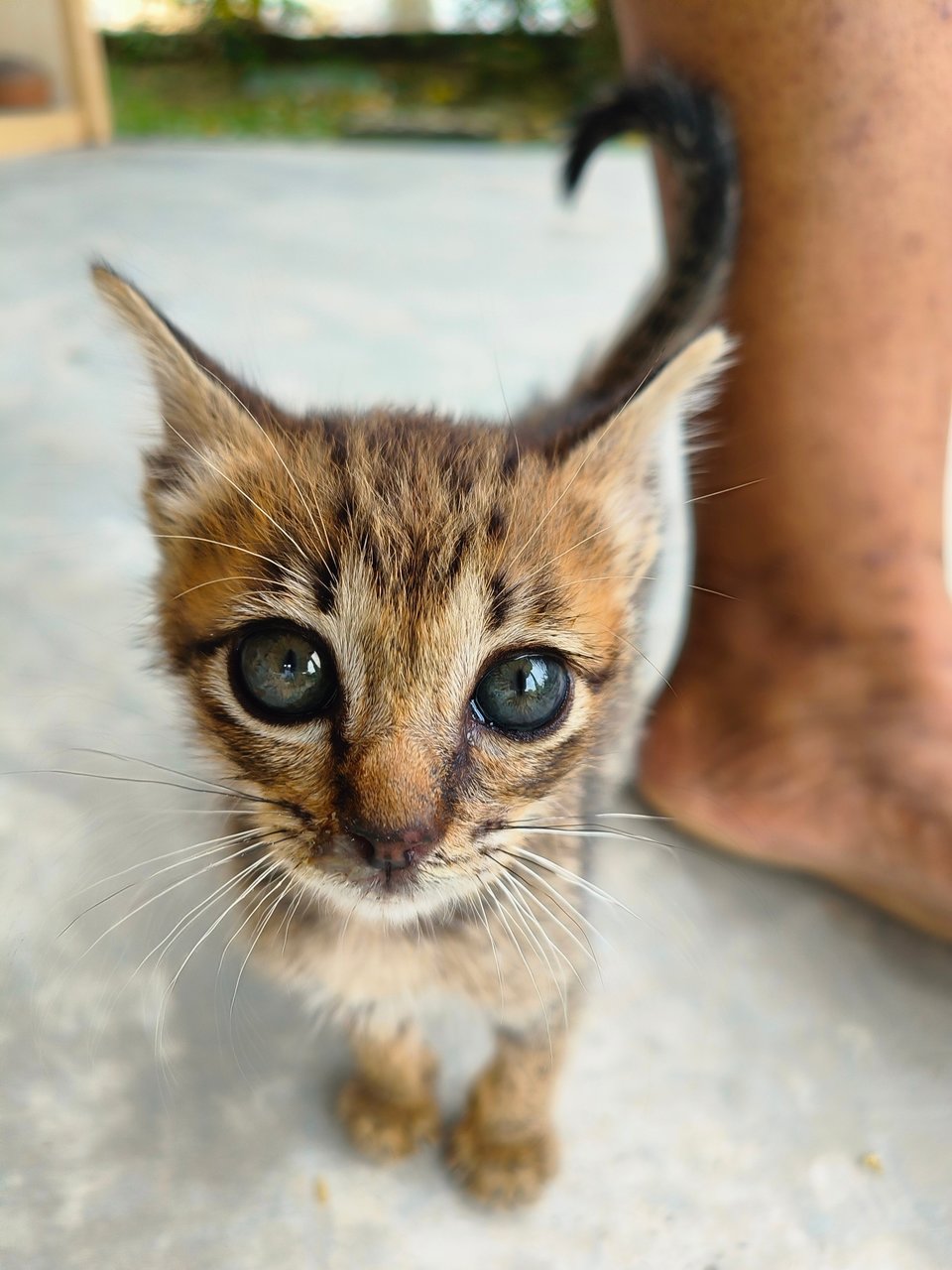 Babel - Domestic Short Hair Cat