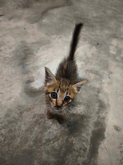 Babel - Domestic Short Hair Cat