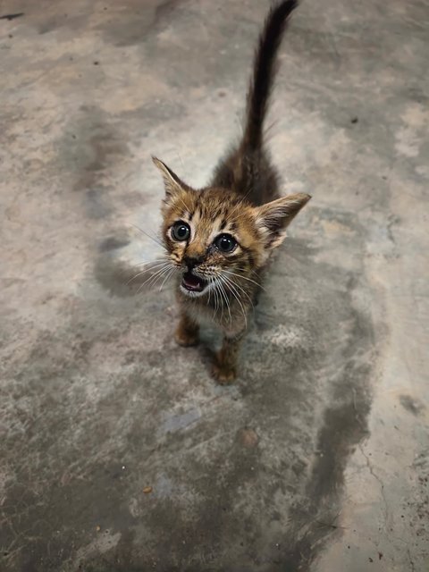 Babel - Domestic Short Hair Cat