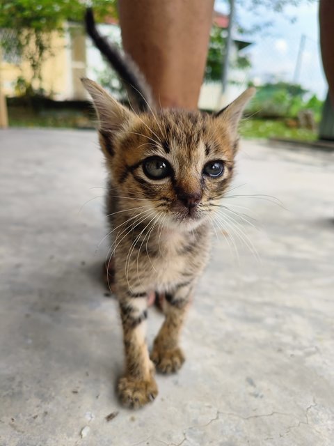 Babel - Domestic Short Hair Cat