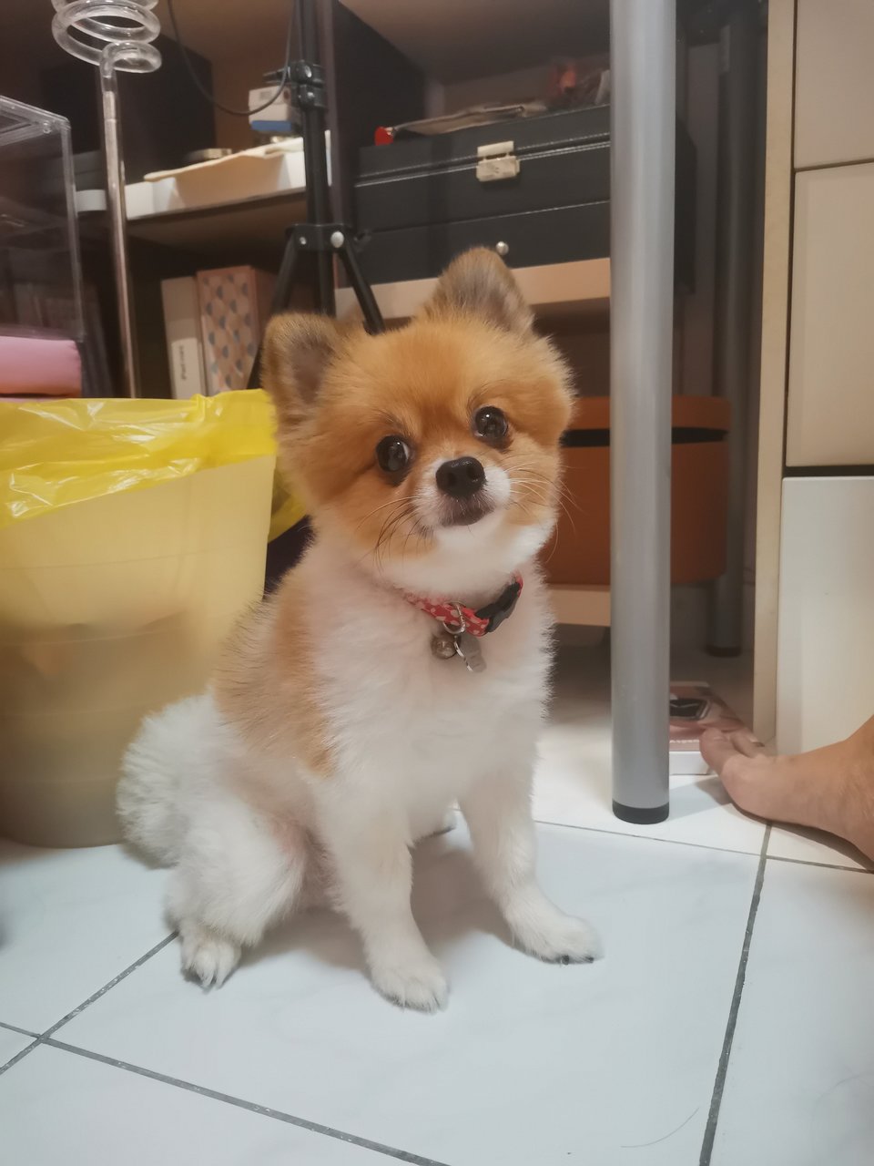 Mimi - Pomeranian Dog