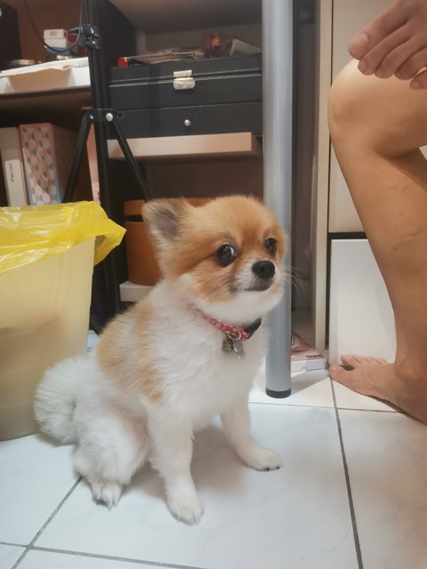 Mimi - Pomeranian Dog