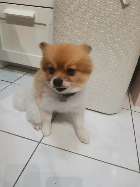 Mimi - Pomeranian Dog