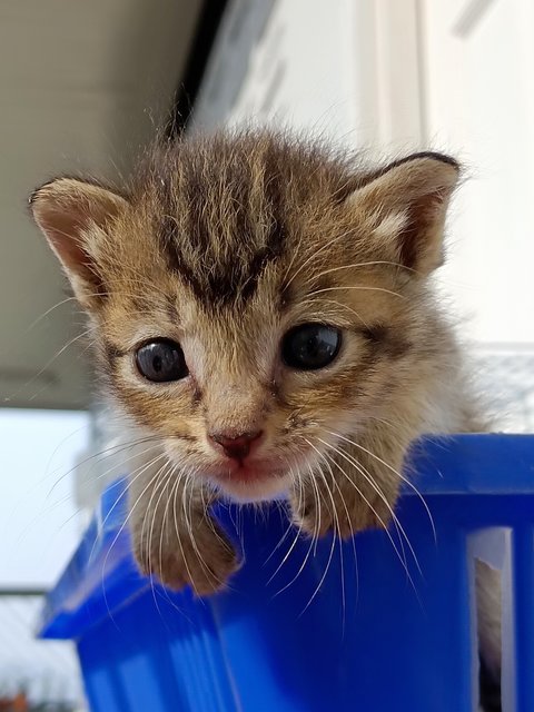 Kittens - Domestic Short Hair Cat