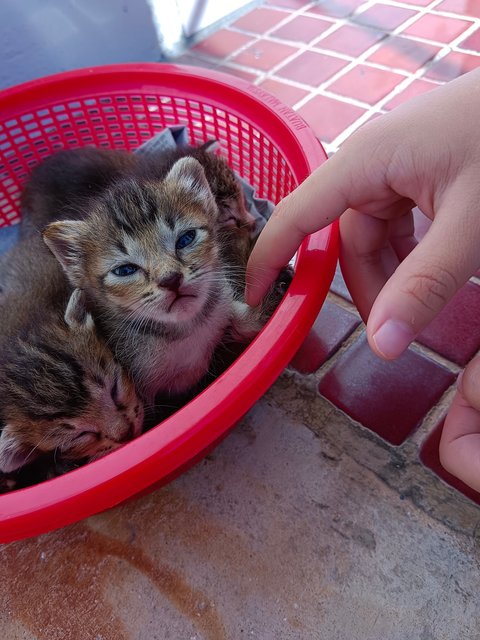 Kittens - Domestic Short Hair Cat