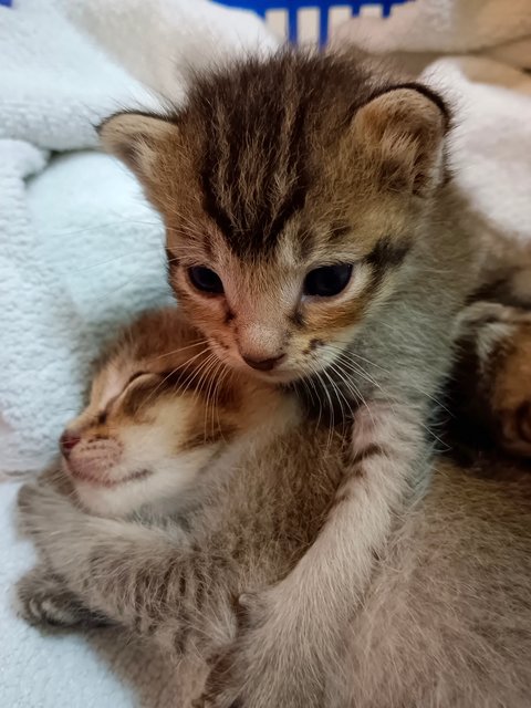 Kittens - Domestic Short Hair Cat