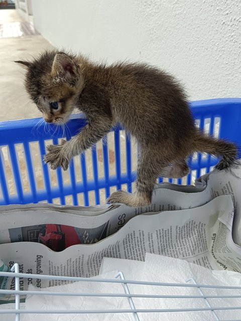 Kittens - Domestic Short Hair Cat