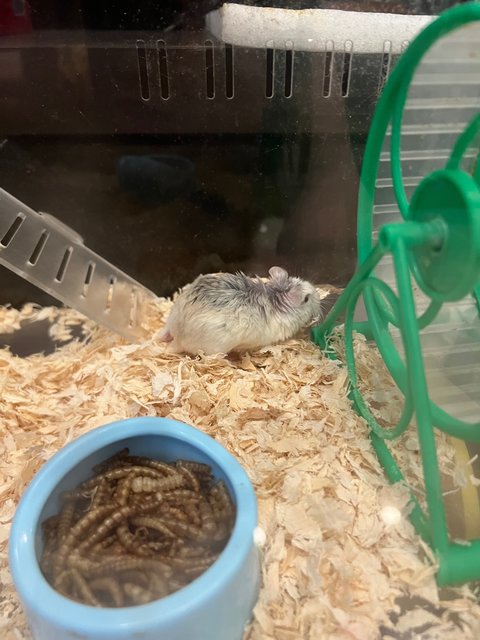 Hamster - Roborovsky's Hamster Hamster